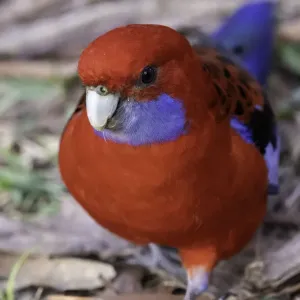 Crimson rosella on the ground, Booderee National Park, Jervis Bay, Australia Crimson rosella on the ground, Booderee National Park, Jervis Bay, Australia