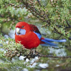 Crimson rosella (Platycercus elegans)