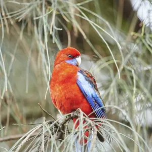 Crimson rosella (Platycercus elegans)