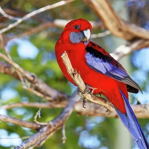Crimson Rosella (Platycercus elegans) in Lamington National Park