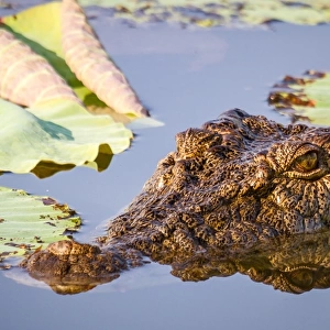 Croc in the lilies