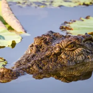 Croc in the lilies