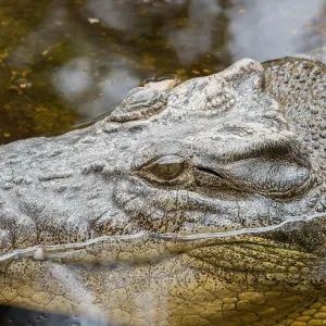 Crocodile