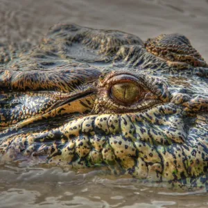 Crocodile Eye Crocodile Eye