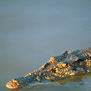 Crocodile, Koorana Crocodile Farm, Rockhampton, Australia