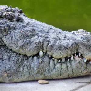 Crocodiles