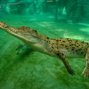 Crocodiles