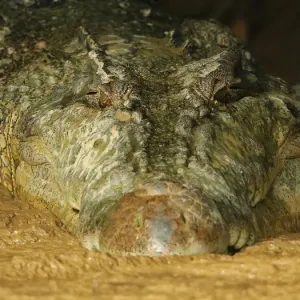 Crocodiles