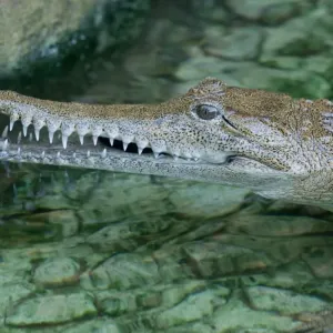 Crocodiles