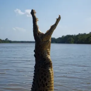 Crocodiles