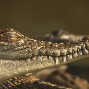 Crocodiles