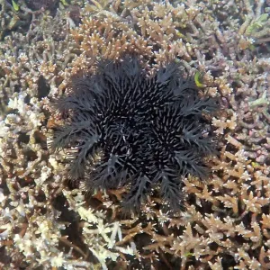Crown of Thorns starfish Crown of Thorns starfish