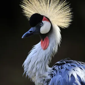 Crowned Crane, (Balearica regulorum) Crowned Crane, (Balearica regulorum)