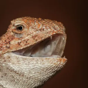 Ctenophurus lizard