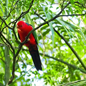 Curious Australian King Parrot up a tree in Sydney
