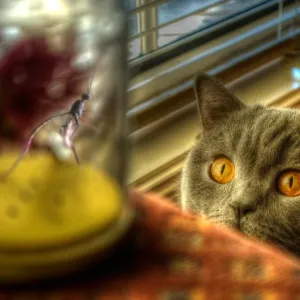 Curious cat watching bug