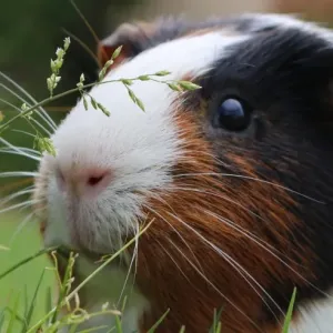 Curious Guinea Pig