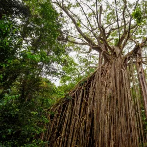 Curtain Fig Tree at Atherton Tableland, Tropical North Queensland, Australia