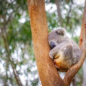 Cute Adult Koala Print