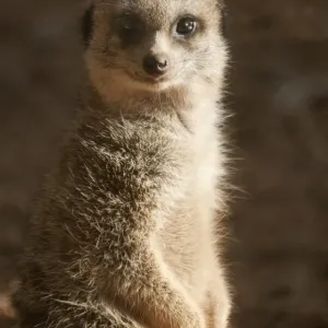 Meerkat Print, Perth Australia