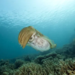 Cuttlefish with sunburst