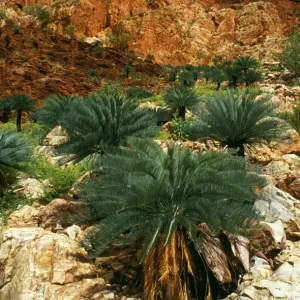 Cycads Carr Boyd Range Cycads Carr Boyd Range
