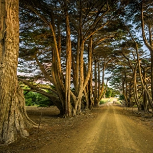 Cypress-lined road to Darlington at Maria Island, Tasmania