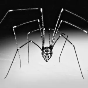 Daddy Long legs spider