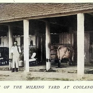 Dairy farming history, Cattle and milkers, Milking yard, Coolangatta, New South Wales, Australia, Victorian, 1890s, Vintage colourised photograph Dairy farming history, Cattle and milkers, Milking yard, Coolangatta, New South Wales, Australia, Victorian, 1890s, Vintage colourised photograph