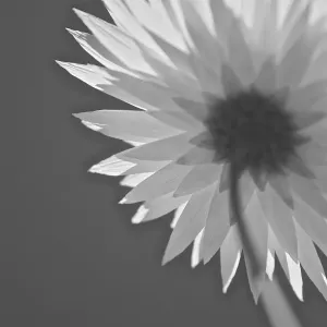 Wildflower Daisy Print - Western Australia Close-up Wildflower Daisy Print - Western Australia Close-up