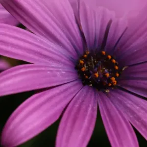 Daisy-like Composite Flower Print Daisy-like Composite Flower Print