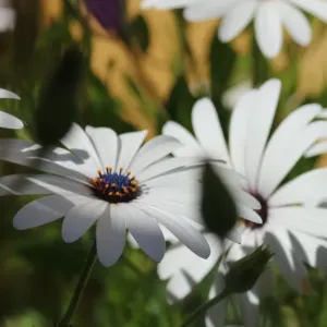 Daisy-like Composite Flower Print Daisy-like Composite Flower Print