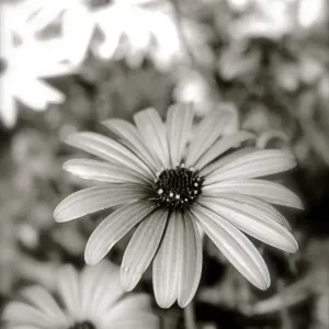 Daisy with a splash of colour