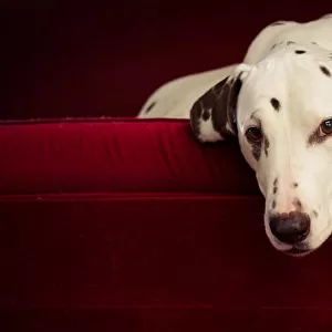 Dalmatian dog on red lounge