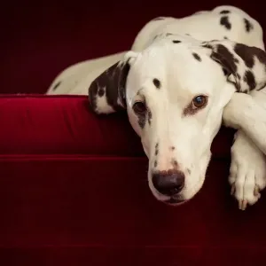 Dalmatian dog on red lounge Dalmatian dog on red lounge