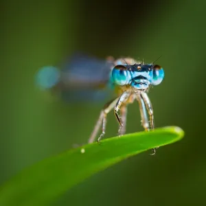 Damselfly macro Damselfly macro