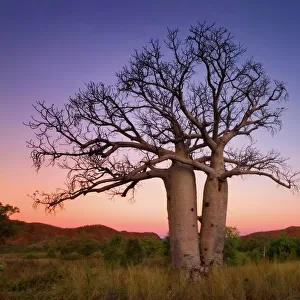The Boab (Adansonia gregorii) Tree