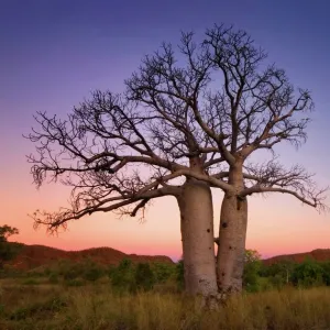 Dancing Boabs Kununurra