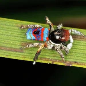 Dancing Male Peacock Spider (Maratus gemmifer)