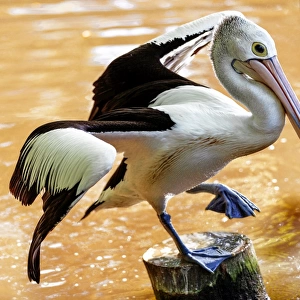 A Dancing Pelican in Cairns, Queensland, Australia