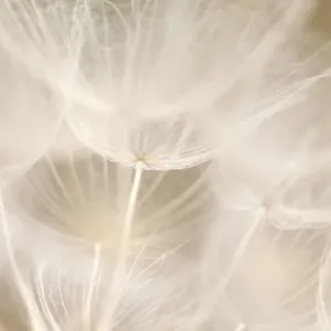 Dandelion abstract background shallow focus Dandelion abstract background shallow focus