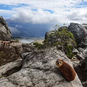 The Dassie Rat (Rock Hyrax) @ the Top of Table Mountain, Cape Town, Western Cape, South Africa