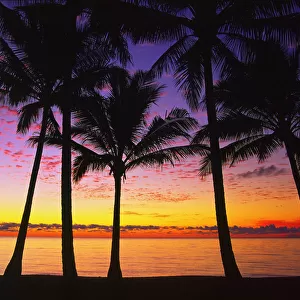 Dawn at beach with palm trees