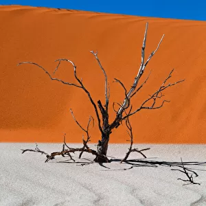 Dead Tree in the Desert