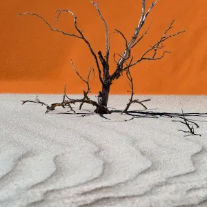 Dead Tree in Desert Print, Wilsons Prom
