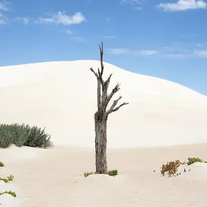 Dead tree in sand dunes. Coffin Bay National Park. Eyre Peninsula. South Australia