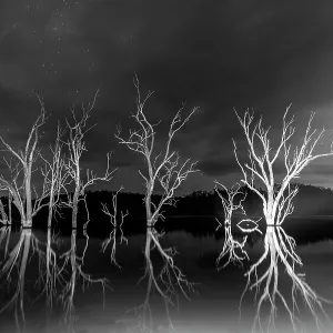 dead trees in the dam at night lit up