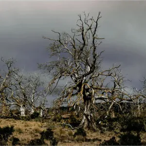 Images Dated 2008: March