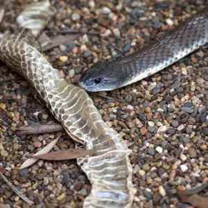 Deadly Australian tiger snake & shed skin