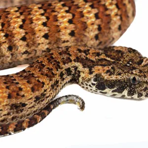 Death Adder